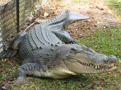 Interesting facts about crocodile