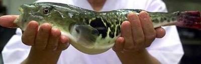 Interesting fact about Fish Fugu