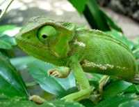 Interesting facts about Chameleon
