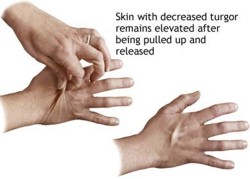 interesting facts about human skin