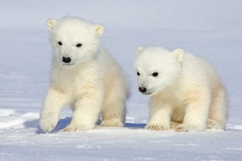 What are some facts about polar bears?