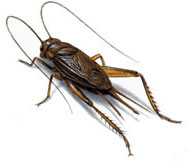 South African Crickets