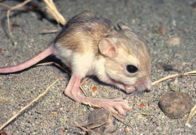 Kangaroo Rat