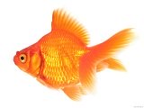 Interesting facts about Gold Fish