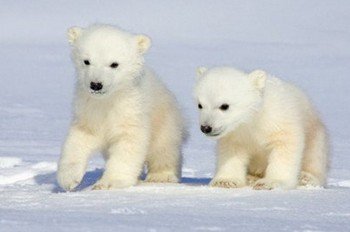 Interesting facts about Polar Bears 
