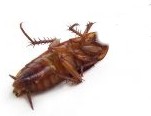 Cockroach without head
