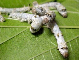 Silkworms Facts
