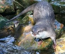 Amazing Beaver