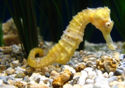 Seahorses facts