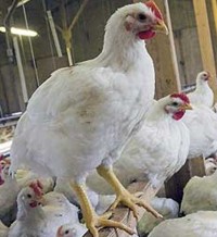 Interesting facts about Chickens