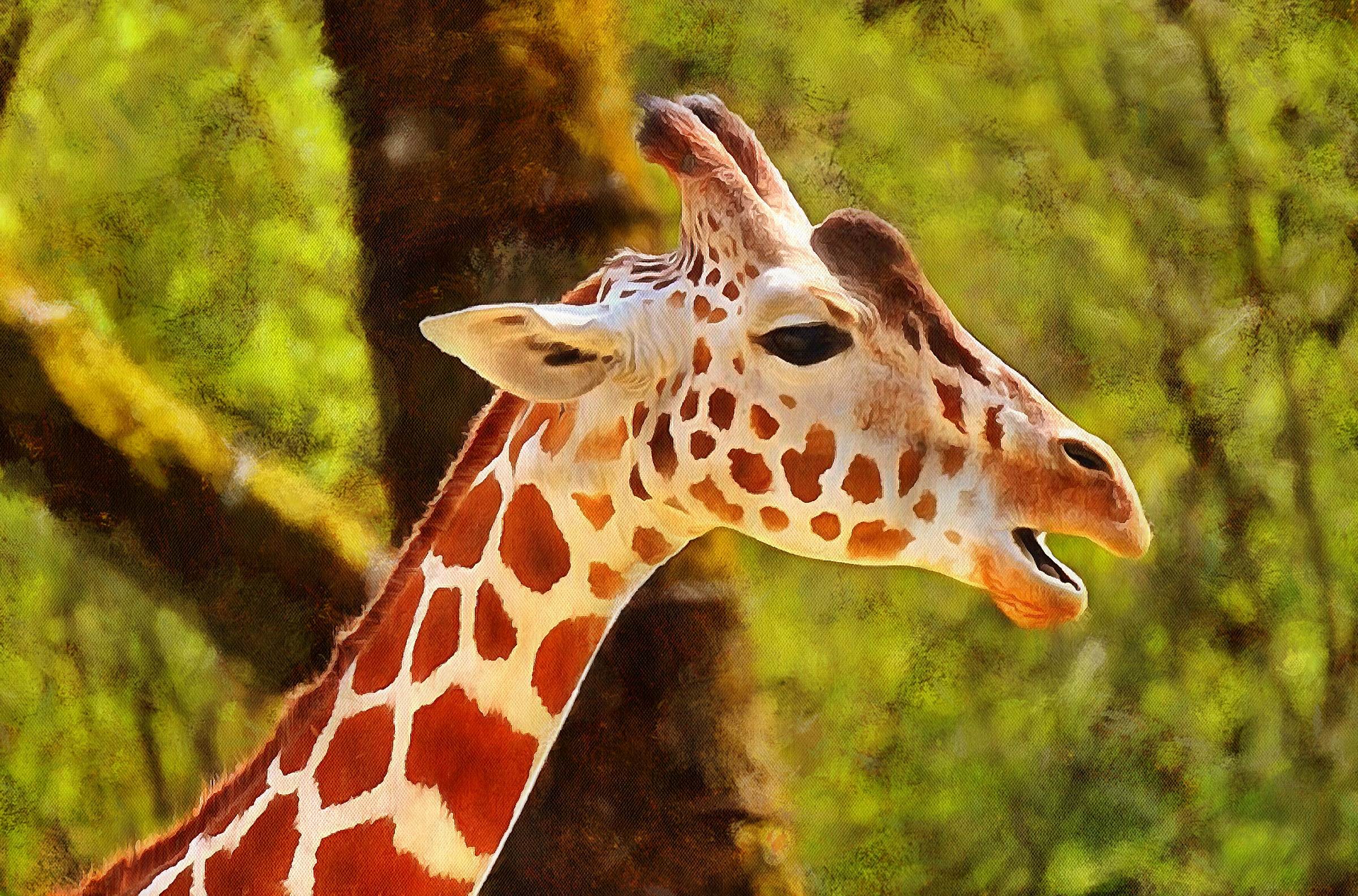 Fun Facts about Giraffes - Interesting Facts