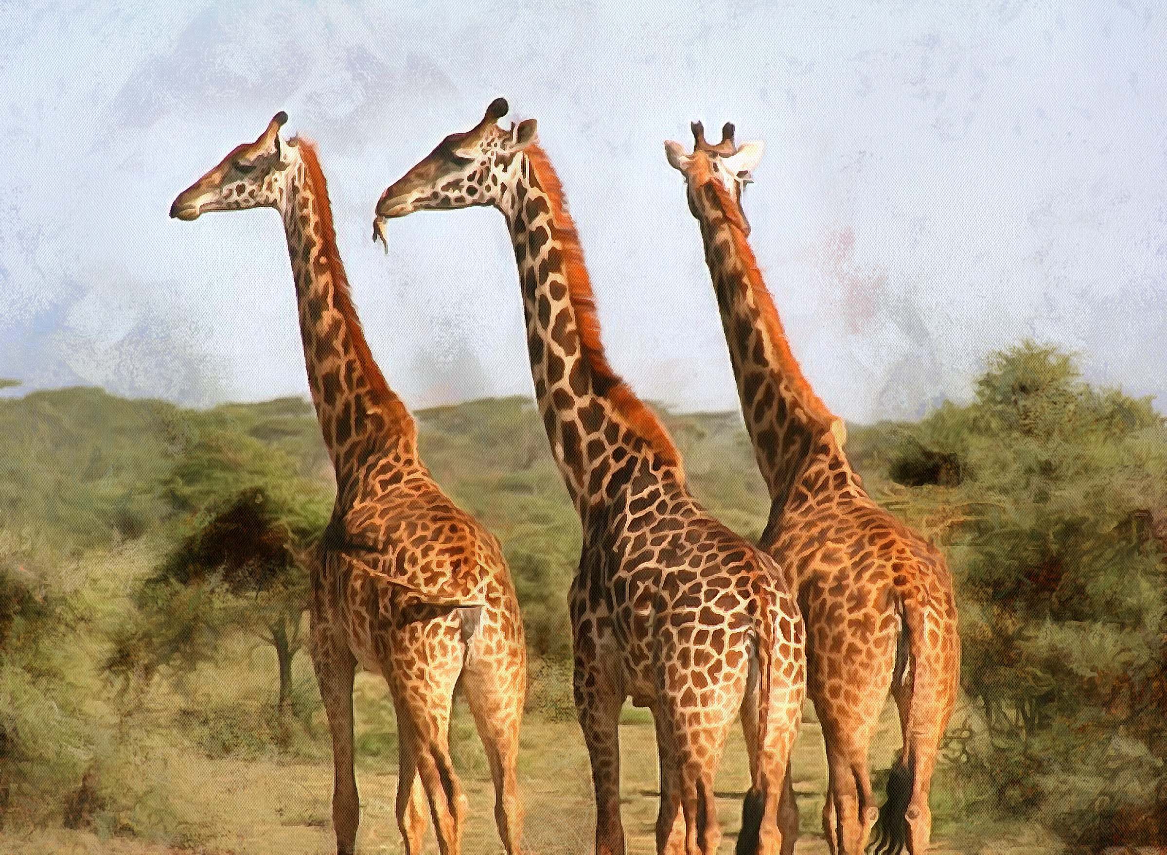 Fun Facts about Giraffes - Interesting Facts