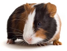 Guinea Pig Facts