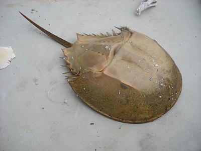 horseshoe crab