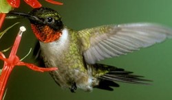 Interesting facts about Hummingbirds