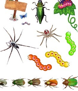 facts about insects