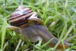 Interesting facts about Snails