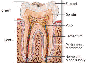 interesting facts about tooth enamel