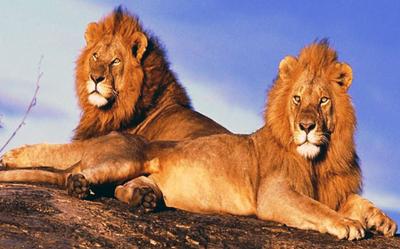 African Lions