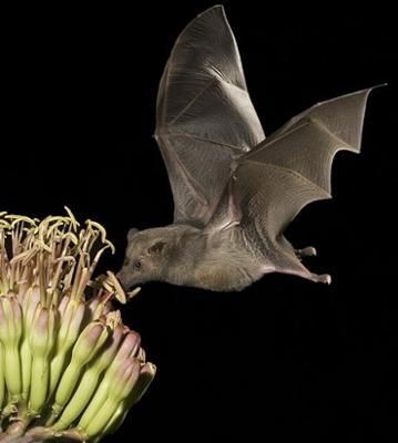 interesting facts about bats