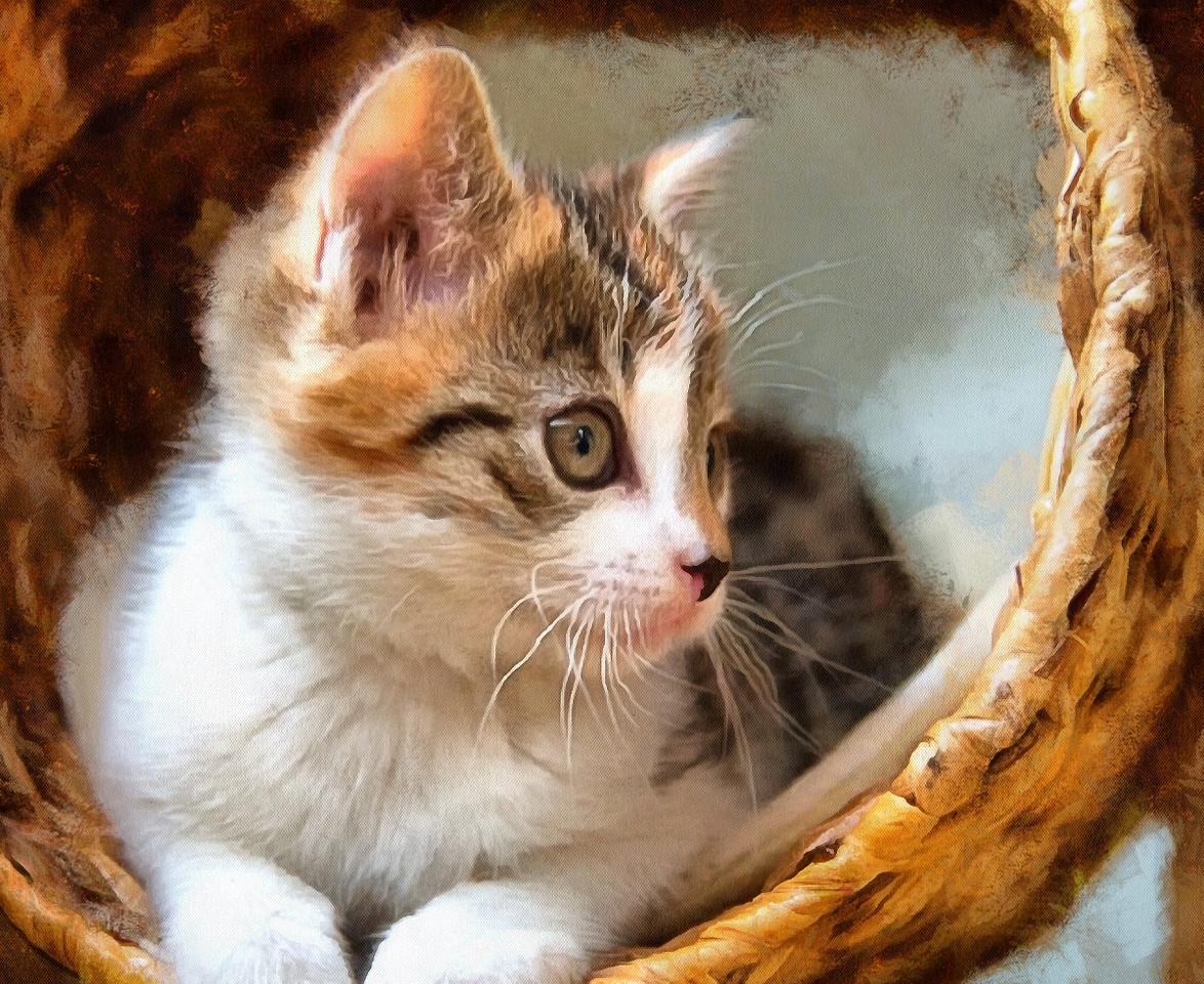Interestnig facts about cats. Cats fun Facts