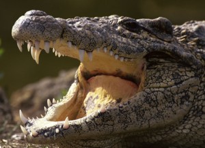 Interesting facts about Crocodiles