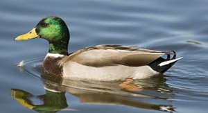Interesting facts about Ducks