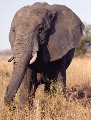 Interesting facts about Elephants