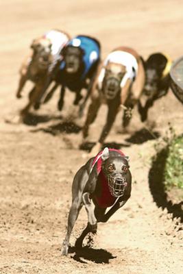 Greyhounds racing