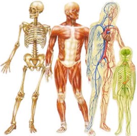 interesting facts about human body