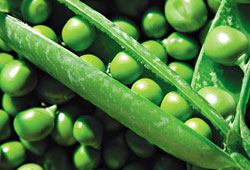 Interesting facts about Italian peas