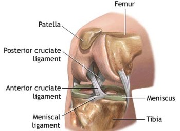 interesting facts about knee cups