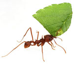 Amazing leas cutting ant