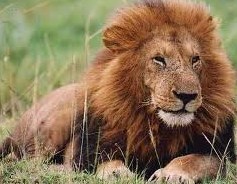 Interesting Facts about LIONS