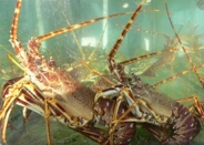 Strange Facts About Lobsters