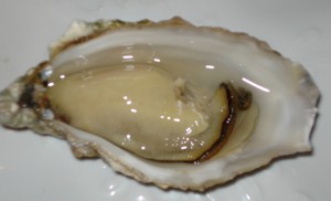 interesting facts about oysters