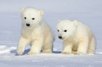 Interesting facts about Polar Bears 