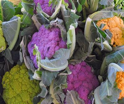 Interesting facts about Rainbow cabbage