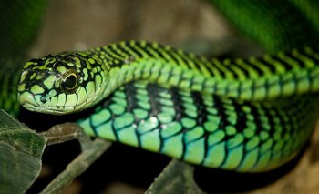 interesting facts about snakes