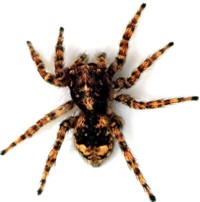Interesting facts about Spiders