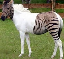 interesting facts about zebras