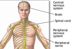 interesting facts about human nerves