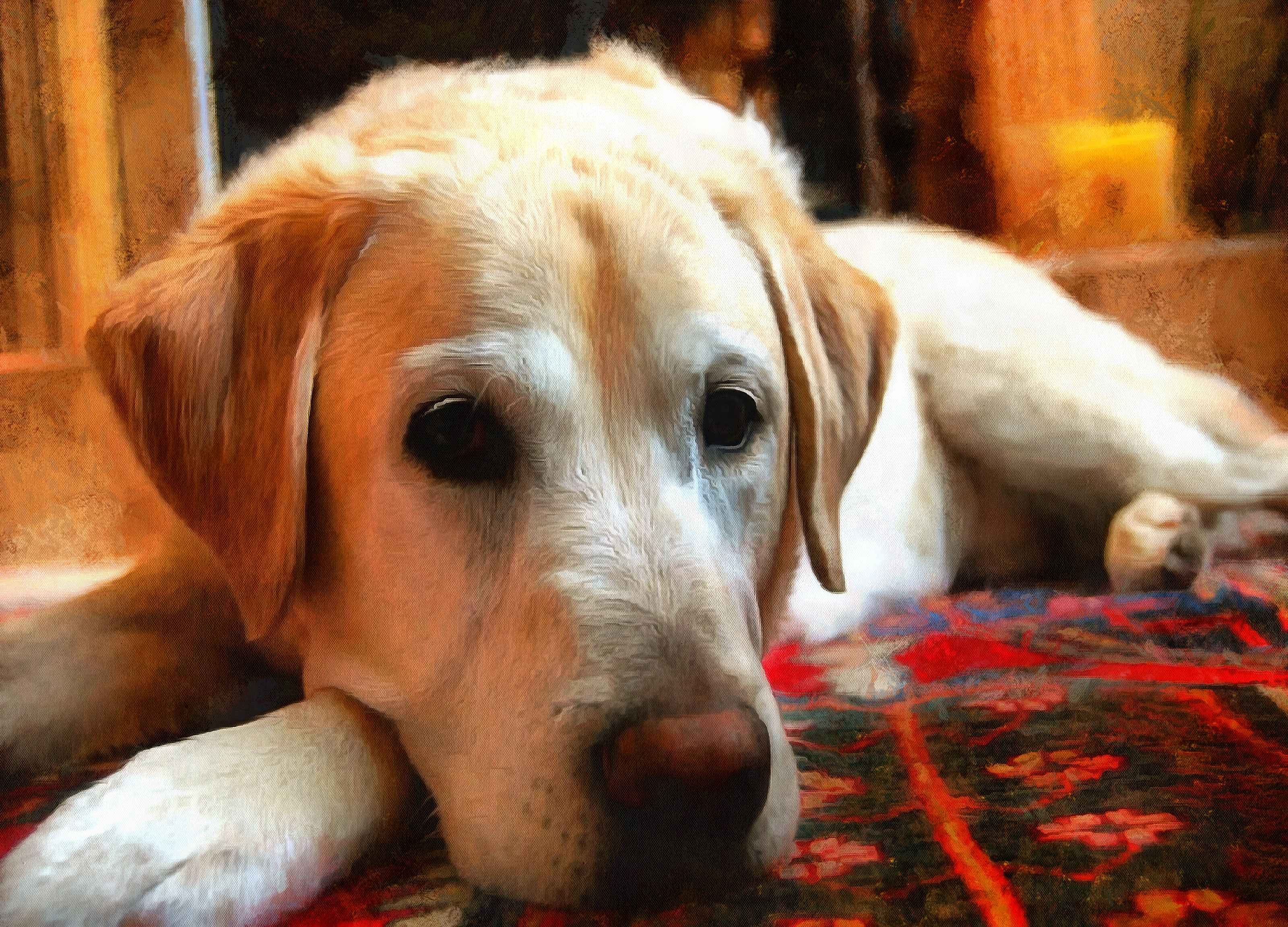 Labrador Retriever Facts