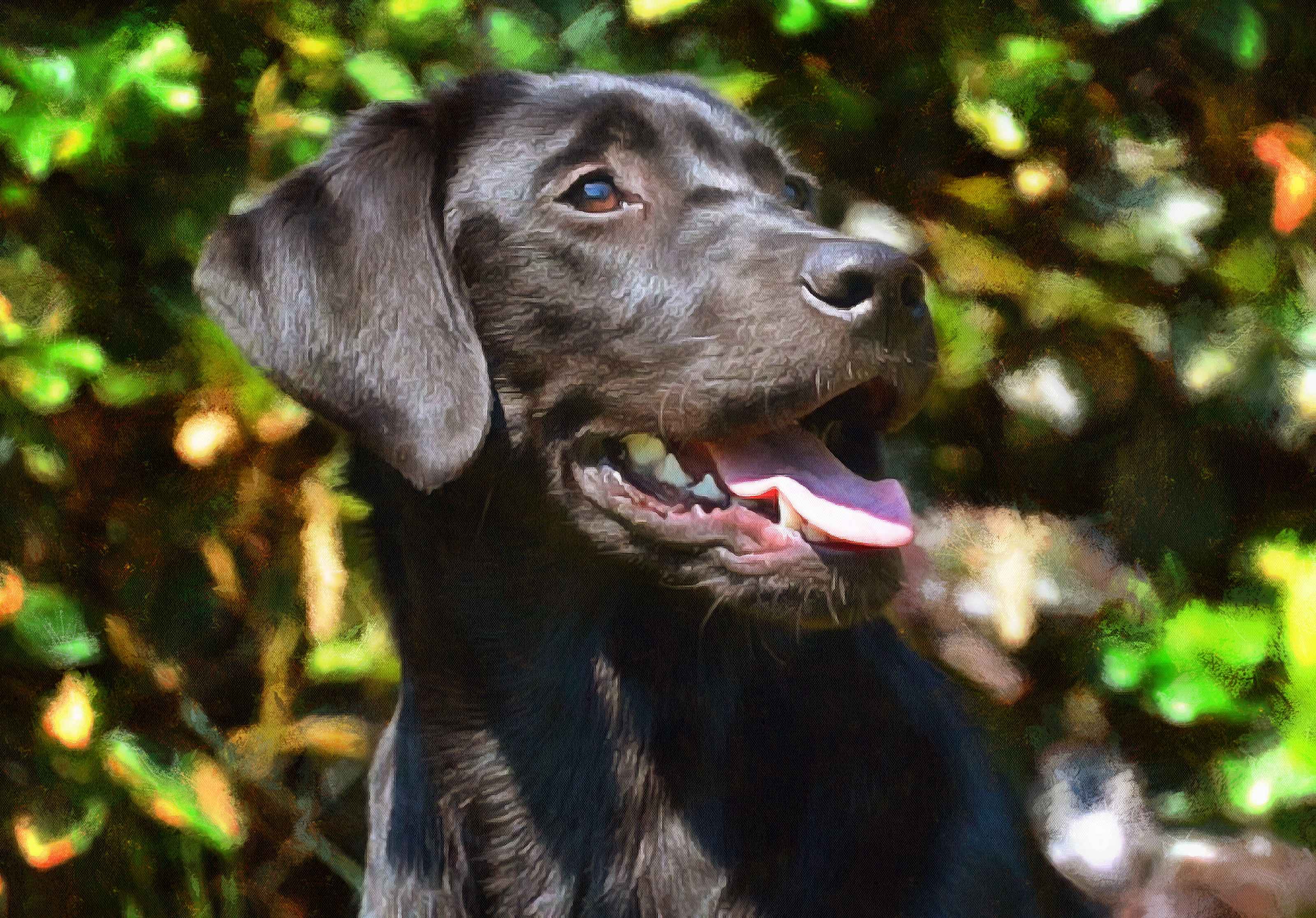 Labrador Retriever Facts