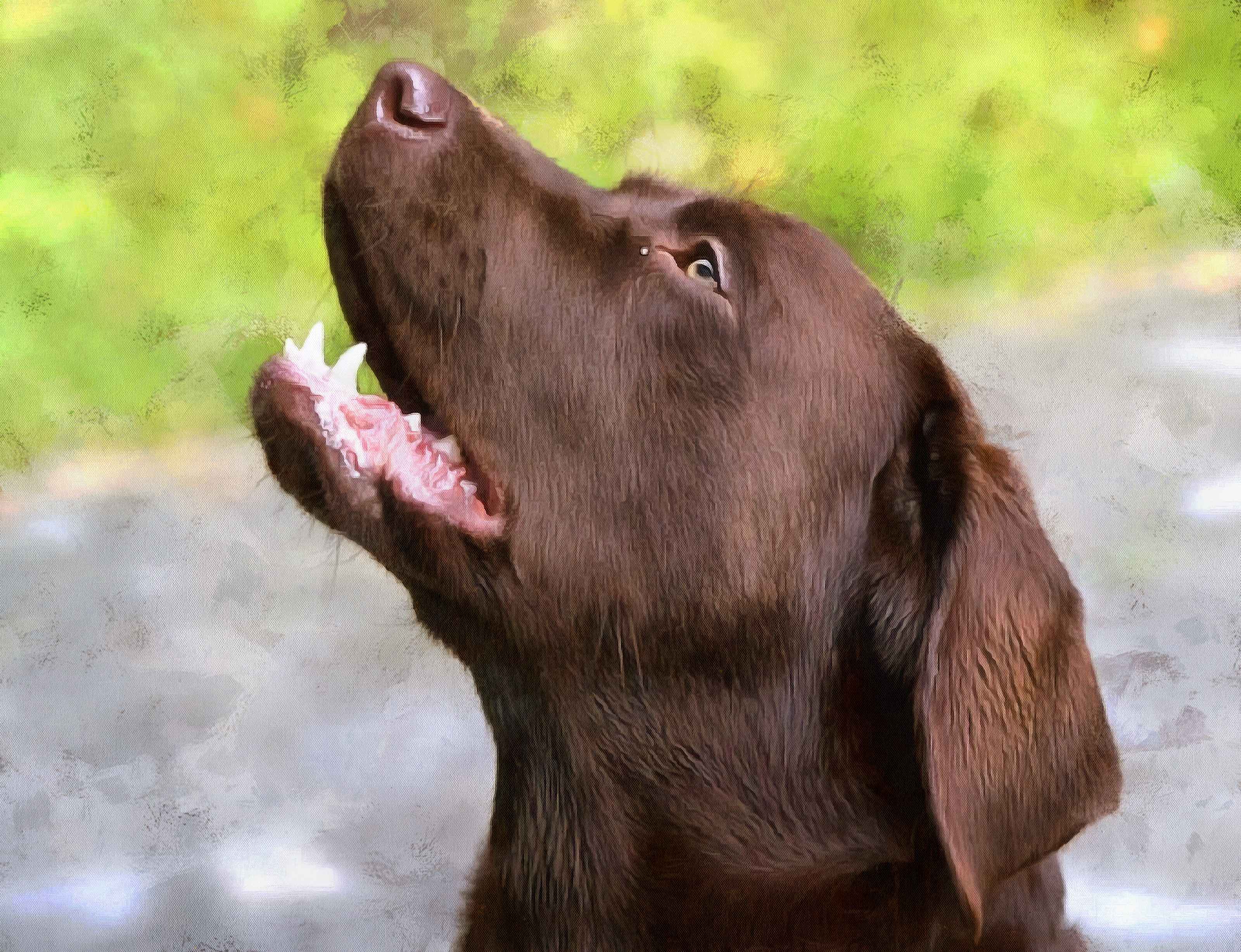 Labrador Retriever Facts