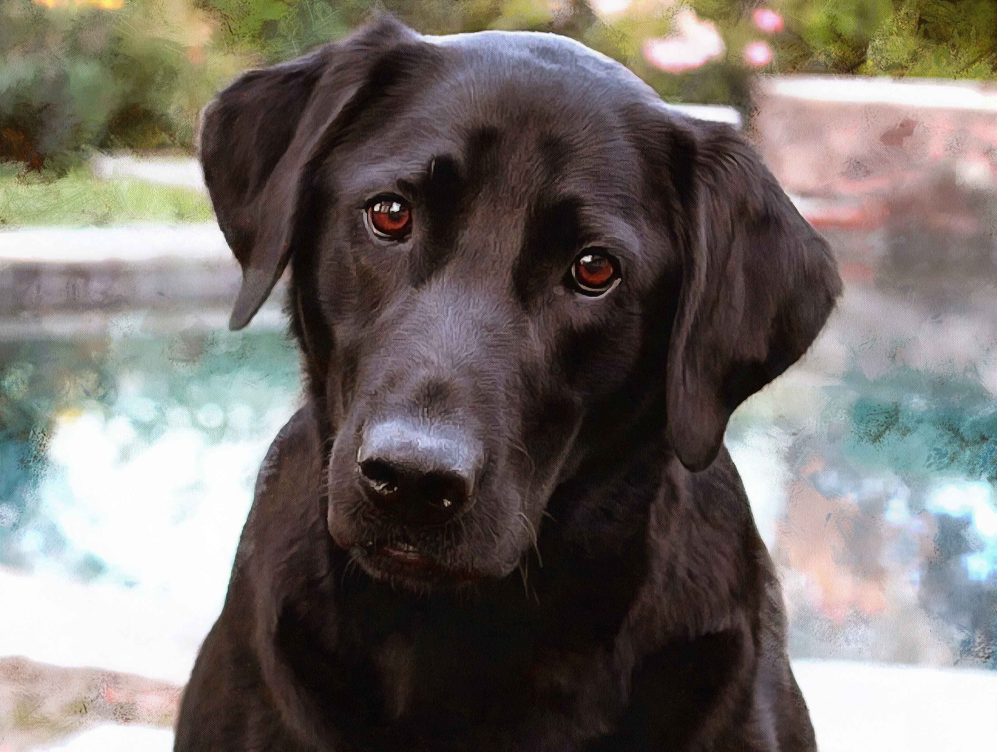 Labrador Retriever Facts