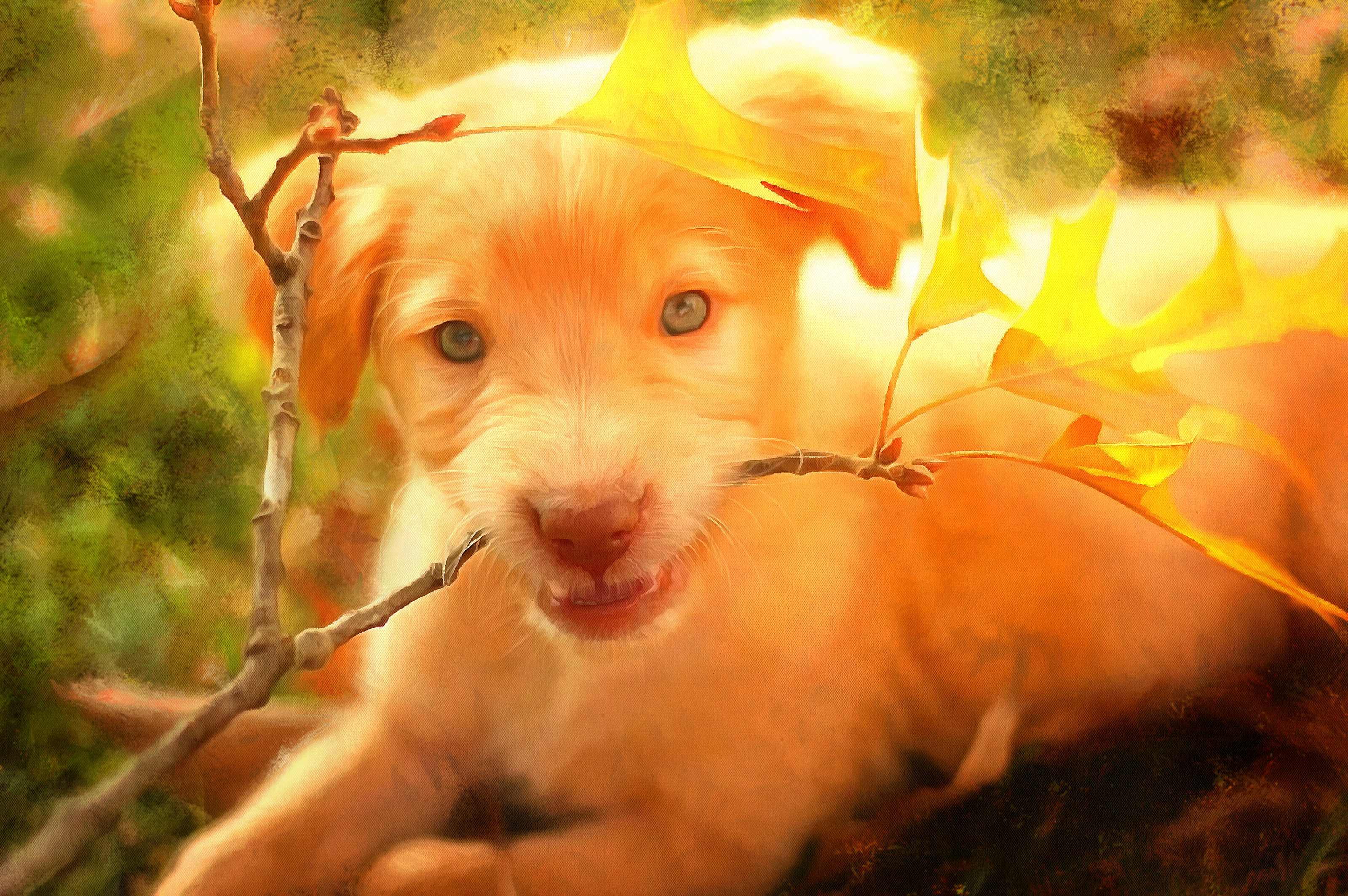 Labrador Retriever Facts