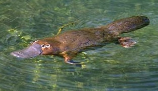 platypus