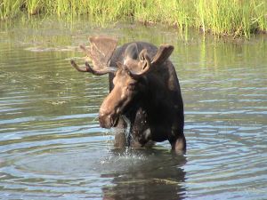 Interesting facts about Moose