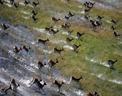 Okavango Delta in Africa